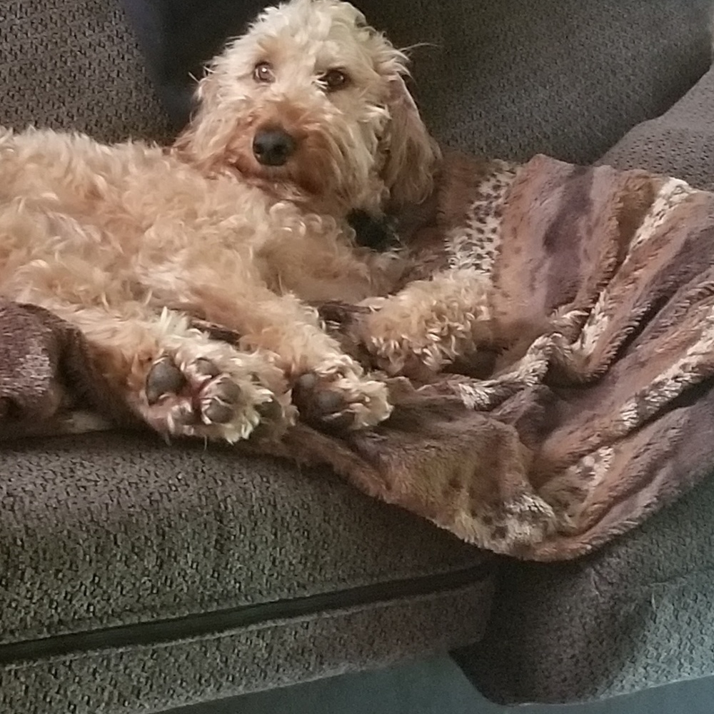 Meet your Posher, Ray